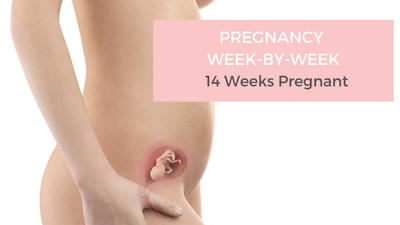Your Pregnancy Week-by-Week - 14 Weeks Pregnant