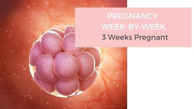 Your Pregnancy Week-by-Week - 3 Weeks Pregnant